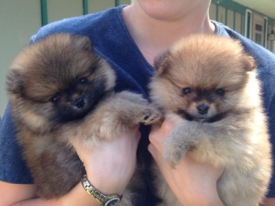 Tessa 3 wks (right)