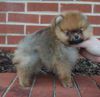 Tarly at 8 wks old
