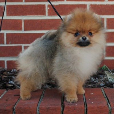 Tarly at 12 wks old