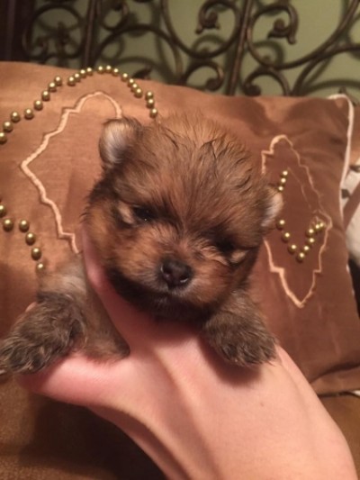 Brienne 3 wks old