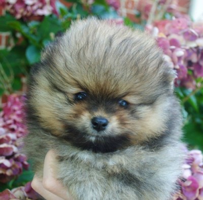 Daario 6 wks old