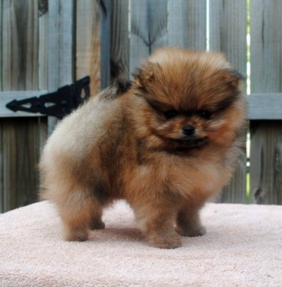 Prue at 8 wks old