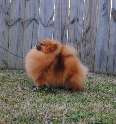 Cersei at 4 yrs old