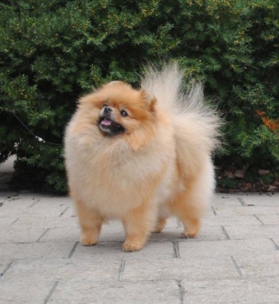Arya at 4yrs old