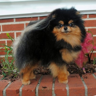 Tina at 18mos old