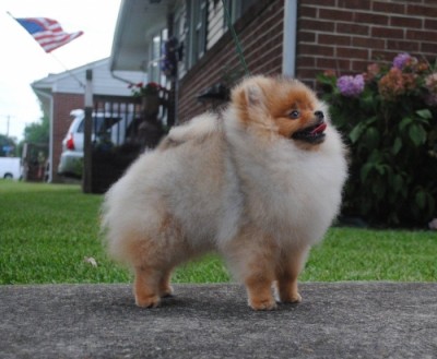 Desi at 5mos old