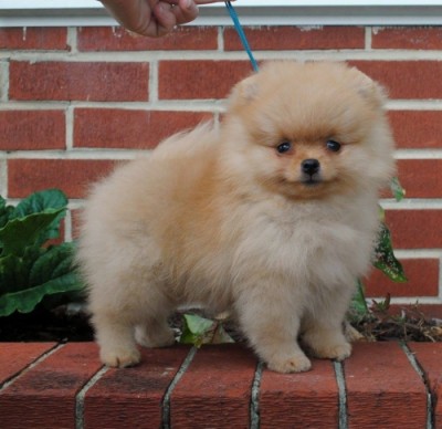 Courtney 9 wks old
