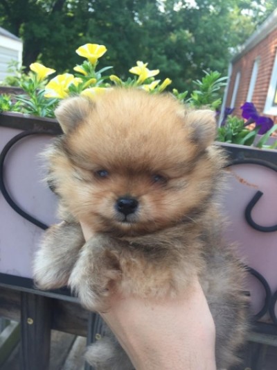 Cobain 6 wks old