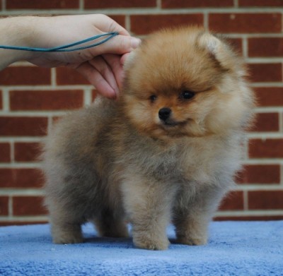 Cobain 9 wks old