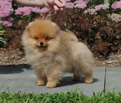 Cobain 15 wks old