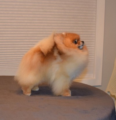 Tarly at 2 yrs old