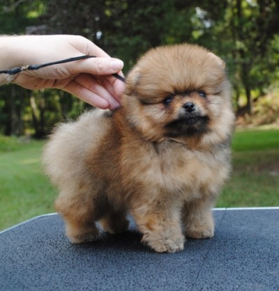 Pepper at 7 wks old
