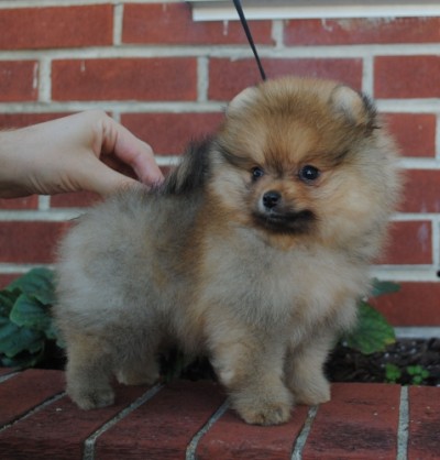 Lyanna at 8 wks old