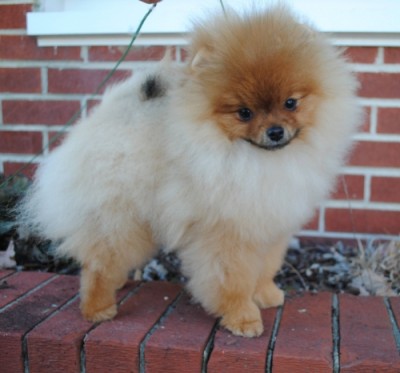 Tommen at 5mos old