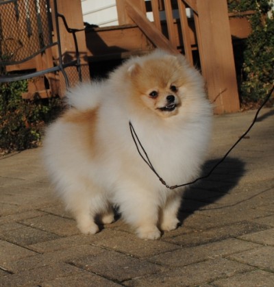 Sandor at 8mos old
