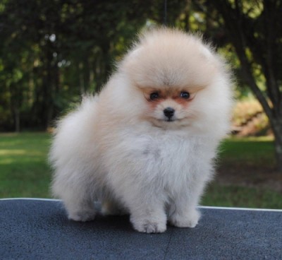Sandor 8 wks old