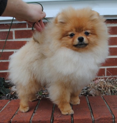Chili 6mos