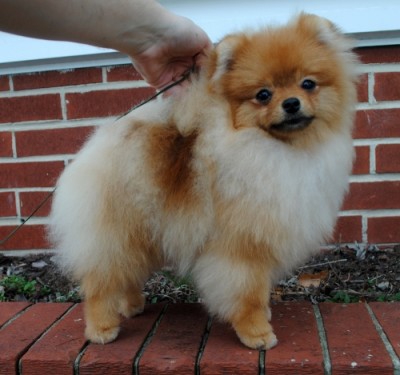 Chili at 7mos
