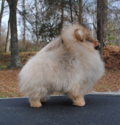 Vanna at 13 wks old