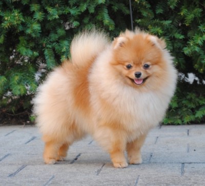Chili at 8mos old