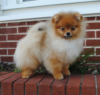 Vanna at 6mos old