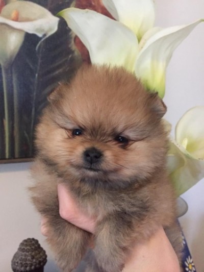 Darby at 5 wks old