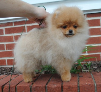 Darby at 15 wks old
