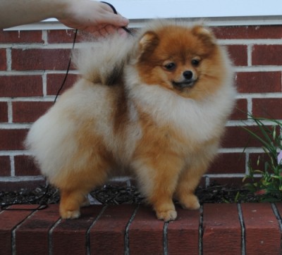 Vanna at 8mos old