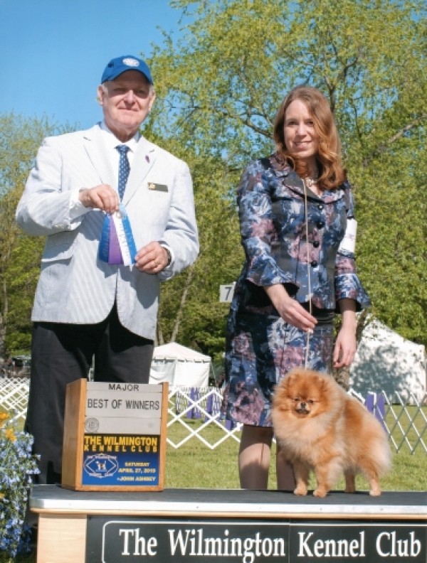 Ch. Dvortsoviy Pes Harli Invebel ROM (2020 APC Top Sire)