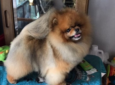 Drago at 5 yrs old