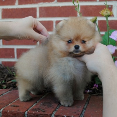 Ivan at 7 wks old