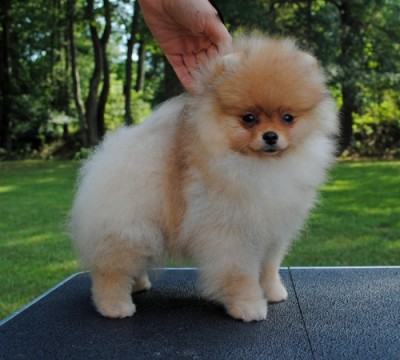 Ivan at 13 wks old