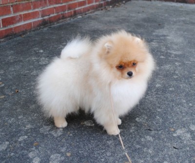 Ivan at 4mos old