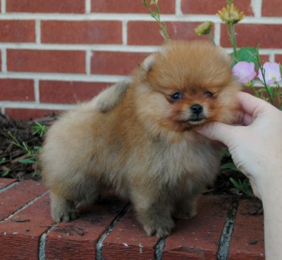Ilya at 7 wks old