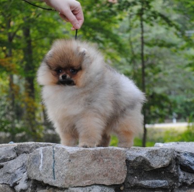 Peanut at 12wks old