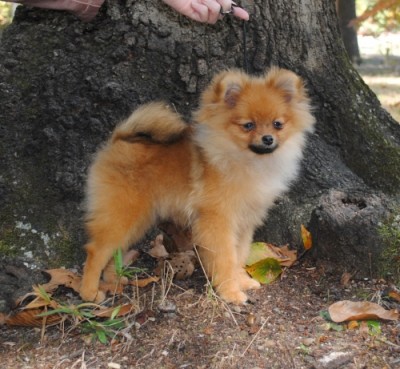 Shoofly at 6mos old