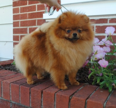 Marley at 2 yrs old