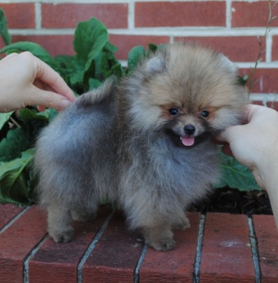 Merrill at 9 wks