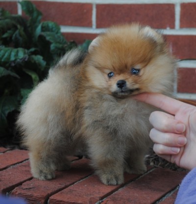 Dorian at 8 wks old
