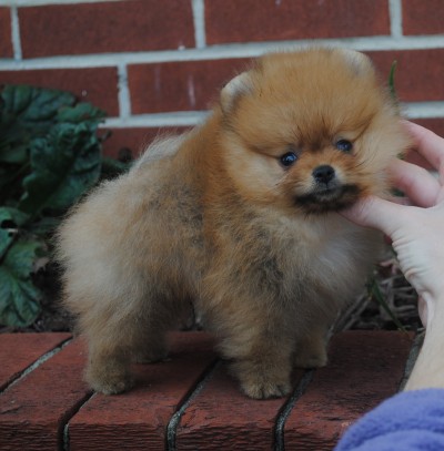Cullen at 8wks old