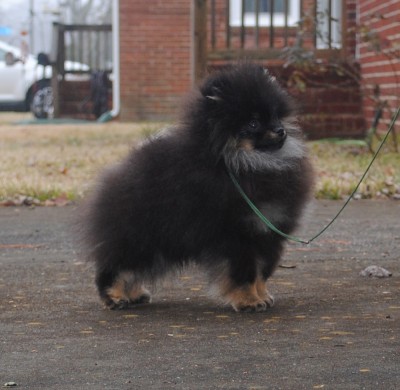 Geralt at 5 mos old