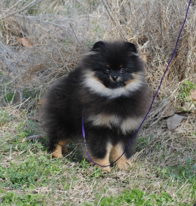 Geralt at 6mos old