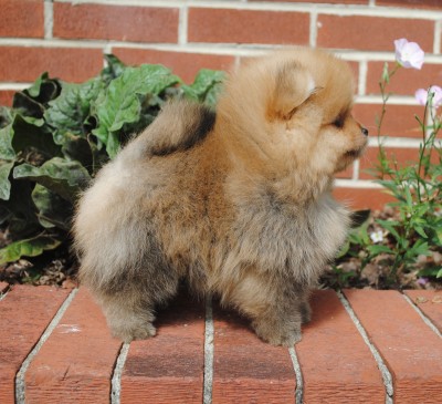 Aleks at 8 wks old
