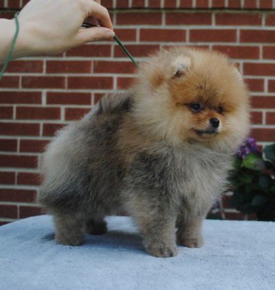 Aleks at 10 wks old