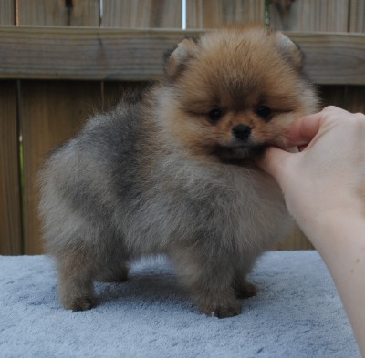 Trixie at 9 wks old