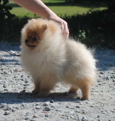 Trixie at 16 wks