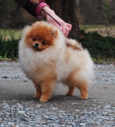 Trixie 7mos old
