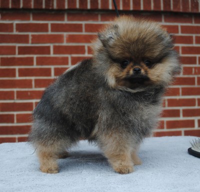 13 wks old