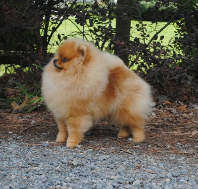 Romeo at 8mos old