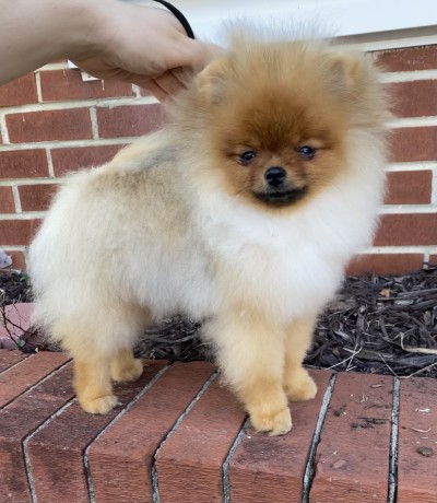 Jesper 4mos